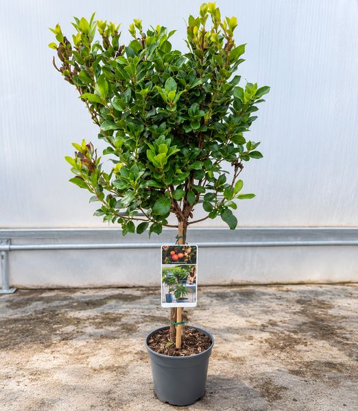 Arbutus unedo ‘Compacta’ stromček na 50cm kmeni